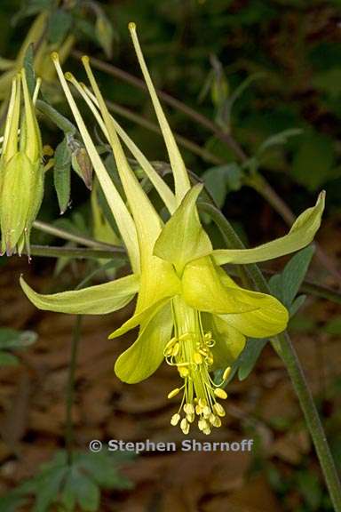 aquilegia chrysantha 2 graphic